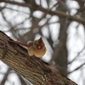 Northern Cardinal