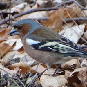 Eurasian Chaffinch