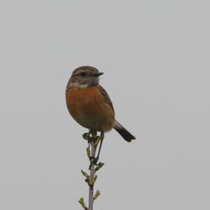 European stonechat