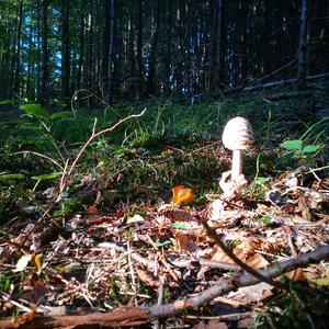 Parasol Mushroom