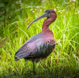 Glossy Ibis