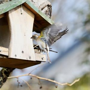 Brambling