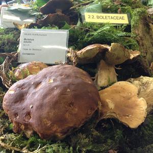 King Bolete