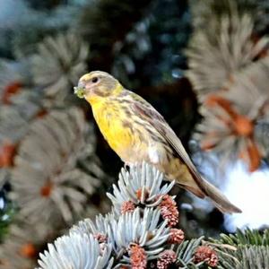 Yellowhammer