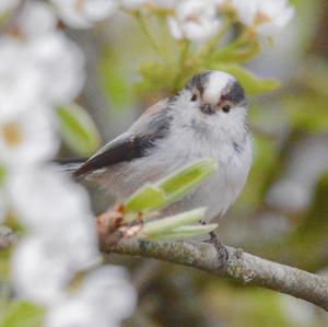 Long-tailed Tit