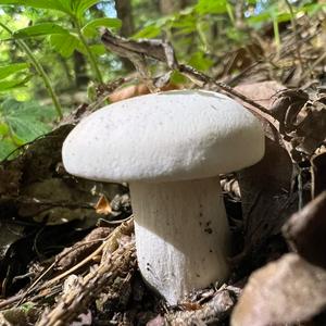 St George`s Mushroom