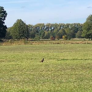 Common Buzzard