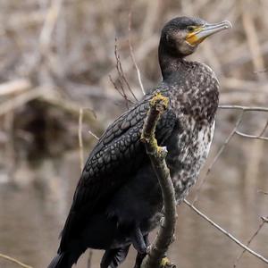 Great Cormorant