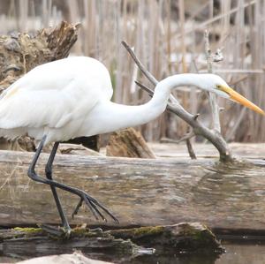 Great Egret