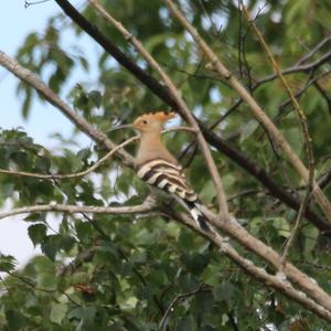 Eurasian Hoopoe