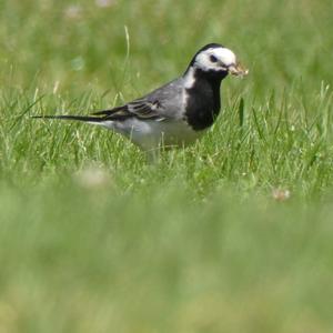 White Wagtail