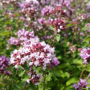 Marjoram