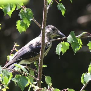 Spotted Nutcracker