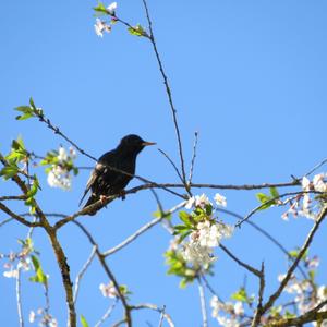 Common Starling