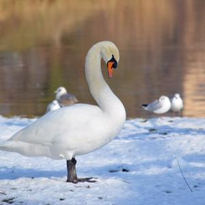 Mute Swan