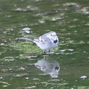 White Wagtail