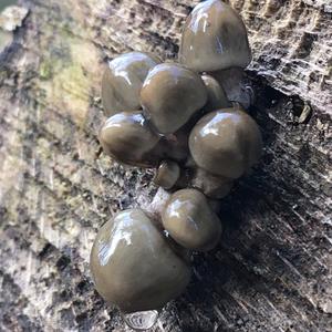 Porcelain Fungus