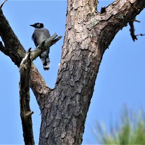 Blue Jay