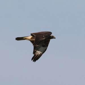 Common Buzzard