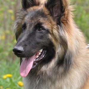 Belgian Tervuren