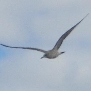 Herring Gull