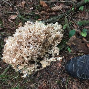 Eastern Cauliflower Mushroom