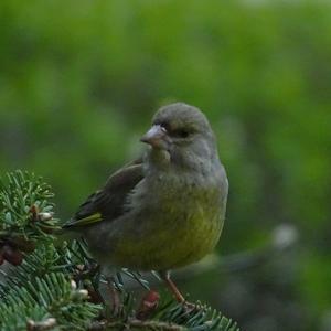 European Greenfinch