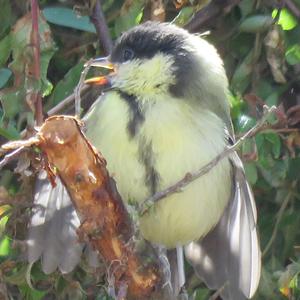 Great Tit