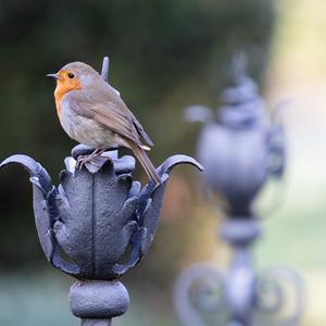 European Robin