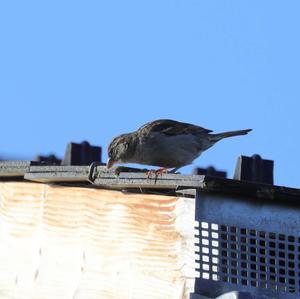 House Sparrow