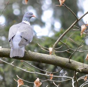 Common Wood-pigeon