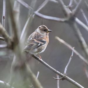 Brambling