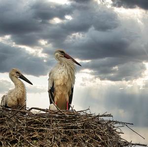 White Stork