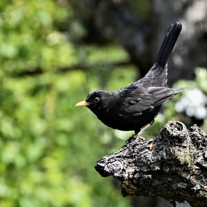 Eurasian Blackbird