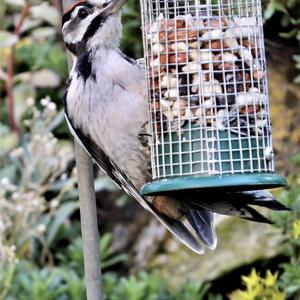 Great Spotted Woodpecker