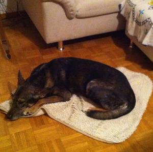 Unknown Breed