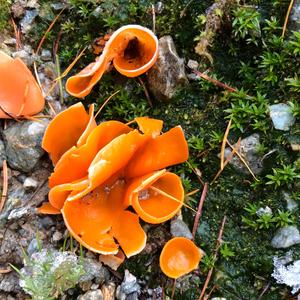 Orange Peel Fungus