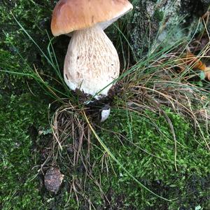 King Bolete