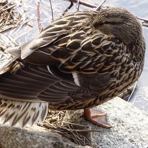 Mallard