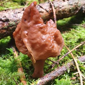 Saddle-shaped False Morel