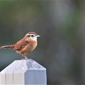 Carolina Wren