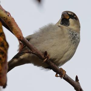 House Sparrow