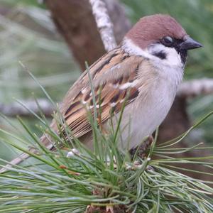 Eurasian Tree Sparrow