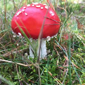 Fly Agaric