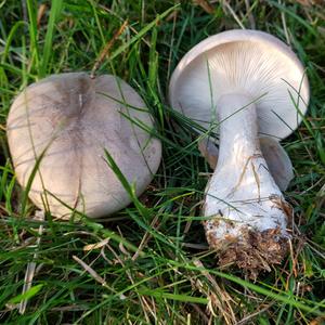 Cloudy Clitocybe