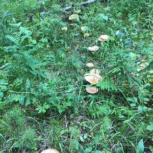 Funnel Clitocybe