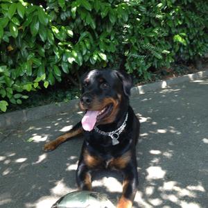 Rottweiler