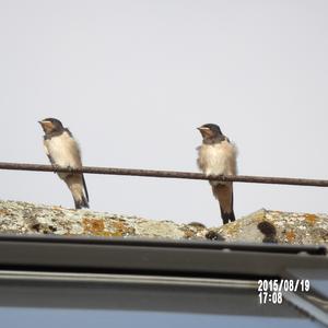 Barn Swallow