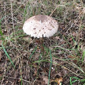 Parasol Mushroom