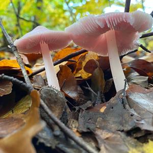 Pink Mycena